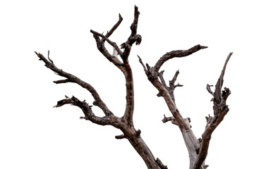 Branch of dead tree isolated on white background with clipping path