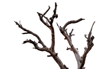 Branch of dead tree isolated on white background with clipping path