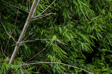 Indian Bee-eater
