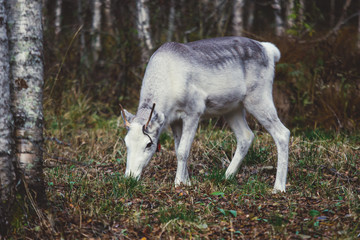 Obraz premium Group herd of deer caribou reindeers, Finnish forest reindeer, pasturing in Oulanka National Park, a finnish national park in the Northern Ostrobothnia and Lapland regions of Finland