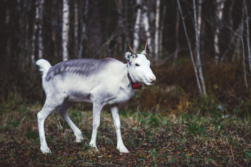 Obraz premium Group herd of deer caribou reindeers, Finnish forest reindeer, pasturing in Oulanka National Park, a finnish national park in the Northern Ostrobothnia and Lapland regions of Finland