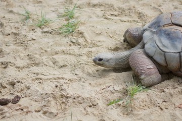 ALDABRA GIANT TORTOISE or GEOCHELONE GIGANTEA in sand pit and sunshine.