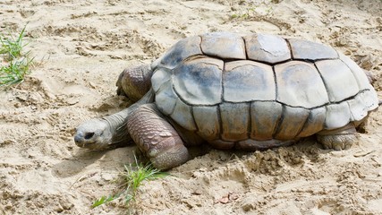 Obraz premium ALDABRA GIANT TORTOISE or GEOCHELONE GIGANTEA in sand pit and sunshine.