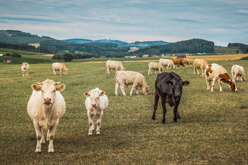 Obraz premium Rinder