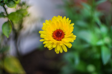 Zinnia in garden