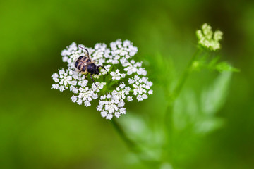 Fototapeta premium Close-ups of different insects inhabiting wild plants