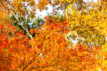 Fototapeta na wymiar Colorful red yellow maple leaf on tree autumn season