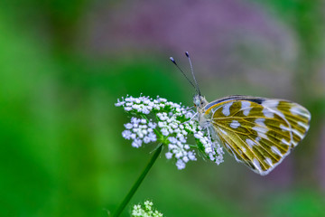Close-ups of different insects inhabiting wild plants