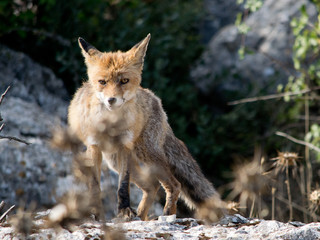 Red fox . Torcal de Antequera. Spain