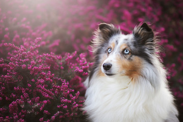 Sheltie