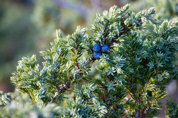 blue berries