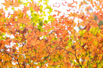 Colorful red yellow maple leaf on tree autumn season