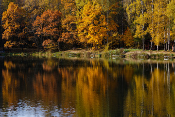Fototapeta premium Deciduous forest painted in autumn reflecting on the water