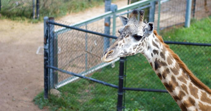 MASAI GIRAFFE or GIRAFFA CAMELOPARDALIS TIPPELSKIRCHI in zoo on sunny day. Walking, path, fence, headshone, full body, mouth open