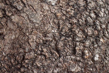 Texture of tree bark macro