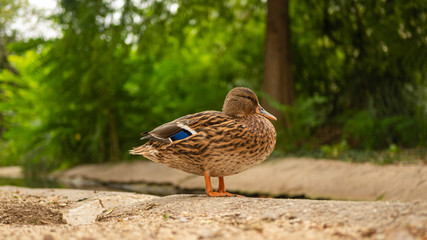 Un canard qui sèche au bord de l'eau dans un parc