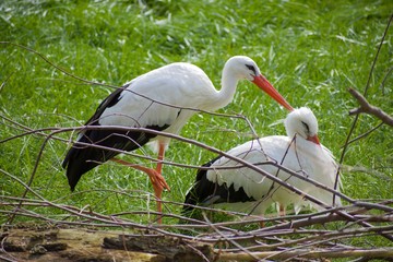 white storks or Ciconia ciconia preening eachother in the sunshine with grassy backdrop