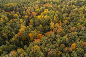 Naklejka premium Aerial view of thick forest in colourful autumn season in Gauja National Park, latvia.