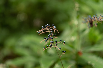 秋の花