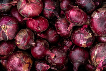 Harvesting onions in plastic boxes.