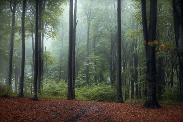 Obraz premium Strange blue light in foggy forest