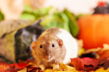 Rat sitting at autumn farm harvest