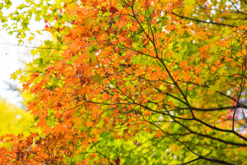 Colorful red yellow maple leaf on tree autumn season