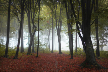 Beautiful trail in autumn foggy forest. Red leaves on the ground
