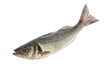sea bass fish isolated without shadow on white background