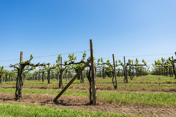Fototapeta na wymiar Typical vineyard in spring without fruit on a clear blue sky, Veneto, Italy, Europe