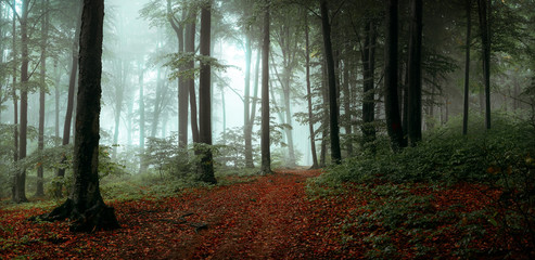 Panormaa in foggy forest during a misty autumn day. Red leaves in the woods