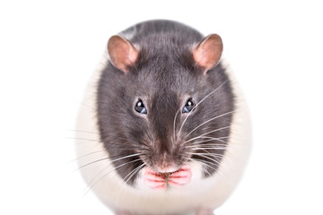 Portrait of a funny sly rat isolated on white background