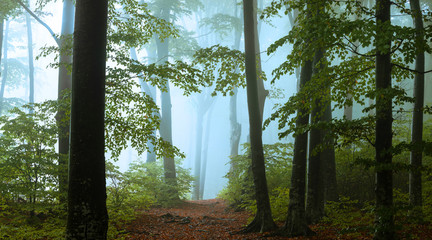 Panoramic trail in foggy forest. Creepy light inside the forest during autumn misty morning