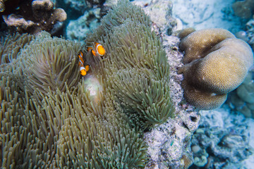 Naklejka na ściany i meble clown fish in sea anemone