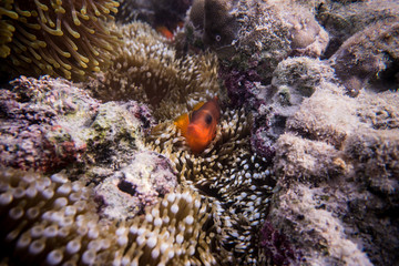 Fototapeta na wymiar tropical fish in sea anemone 