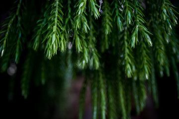 Naklejka premium leaves of tree on a background