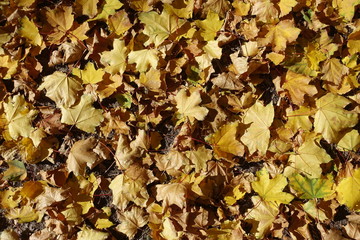 Golden yellow fallen leaves of maple from above