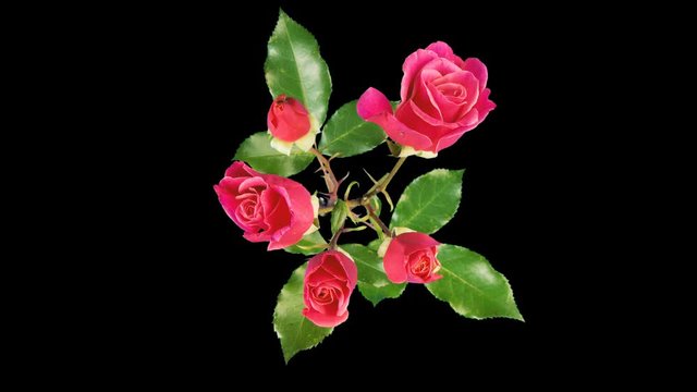 A rose Bush blooms. The view from the top. Time lapse. Isolated on black background
