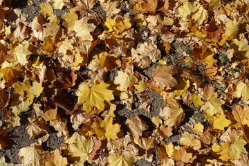 Ground covered with fallen leaves of maple in October