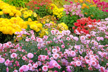 Garden shop with variety bright flowers. Bushes with purple hrysanthemums in pots in garden store. Nursery of diversity flowers for gardening.