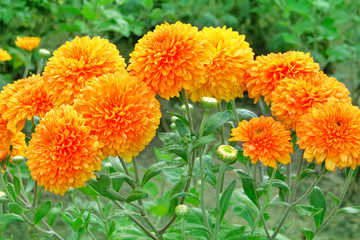 Orange chrysanthemum buds in nursery. Chrysanthemum wallpaper. Floral bright blooming background. Close up.