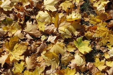 Light brown and yellow fallen leaves of maple in October