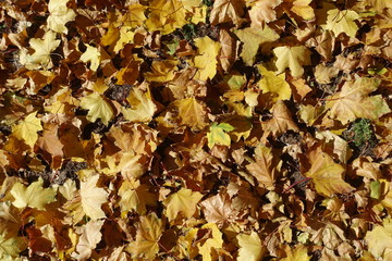Maple leaves on the ground in October