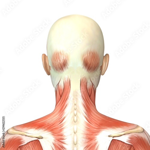 3d Illustration Of Female Head Muscles Anatomy Back View Anatomic Wall Mural Anatom Derya Draws 3d Illustration Of Female Head Muscles Anatomy Back View Anatomic Wall Mural Anatom Derya Draws