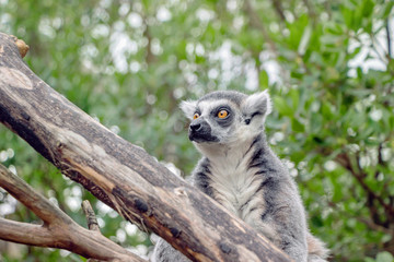 close up of a lemur on tree trunk in nature