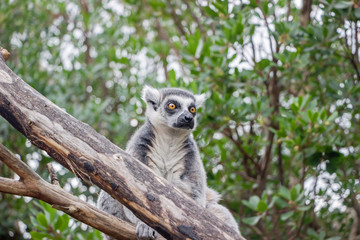 close up of a lemur on tree trunk in nature