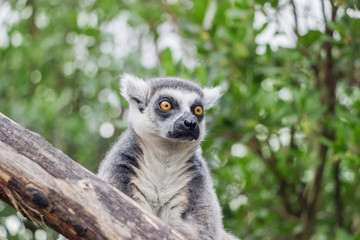 close up of a lemur on tree trunk in nature