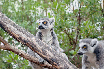 close up of a lemur on tree trunk in nature
