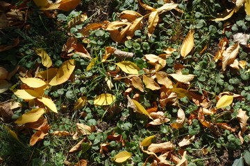 Amber yellow fallen leaves covering Glechoma hederacea in autumn