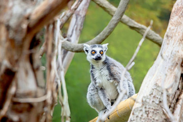 close up of a lemur on tree trunk in nature